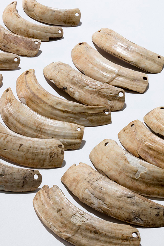 Période néolithique (env. 4'000 à 3'700 av J.-C.) - Pectoral en défenses de sanglier, Nécropole de Pully Chamblandes, Néolithique moyen, 4300-4000 av. J.-C. Source : https://www.mcah.ch/fr/collections/des-milliers-dobjets/archeologie/ 